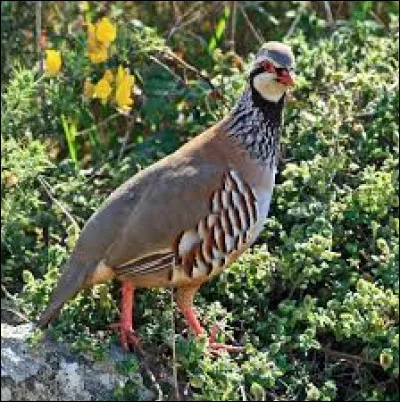 Quel est cet oiseau dont le nom est parfois associé à un "il" douloureux affectant les orteils ?