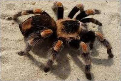 Combien d'yeux possède une mygale ?