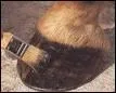 L'on graisse les sabot du cheval tout ...