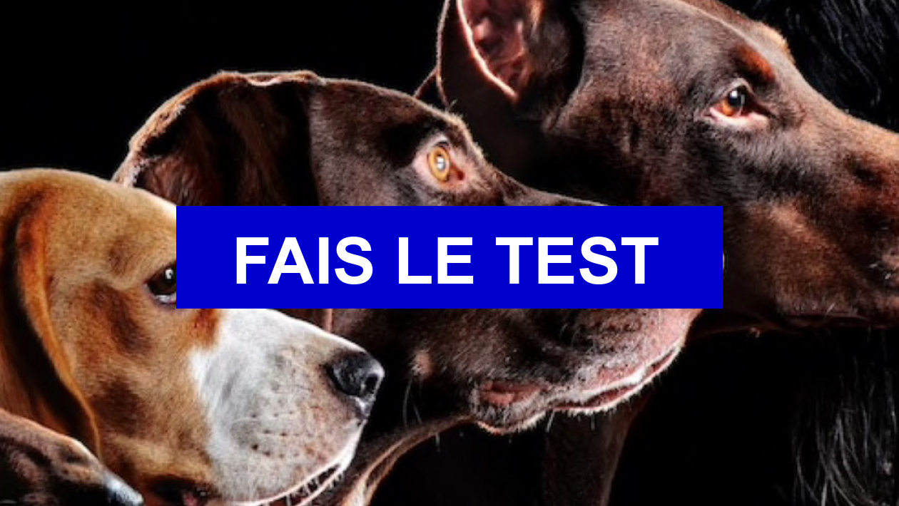 Test de personnalité Quelle race de chien estu ? (2)