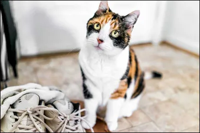 Si ton maitre ou ta maitresse part un moment de chez toi, que fait-il juste avant ?