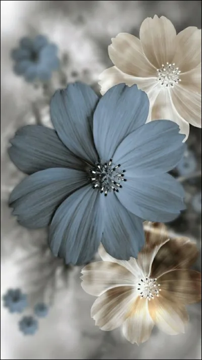 Quelle forme les crabes petit pois ont-ils ?