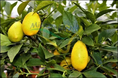 Cet agrume a été inventé aux États-Unis en 1909. Il a une pulpe acide et juteuse et est un hybride entre le kumquat et la lime, c'est ...