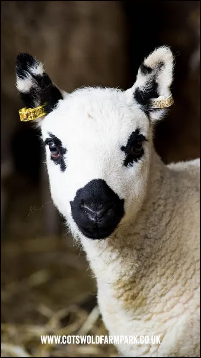 Quelle est la suite de l'ouvrage "Un mouton dans la baignoire" ?