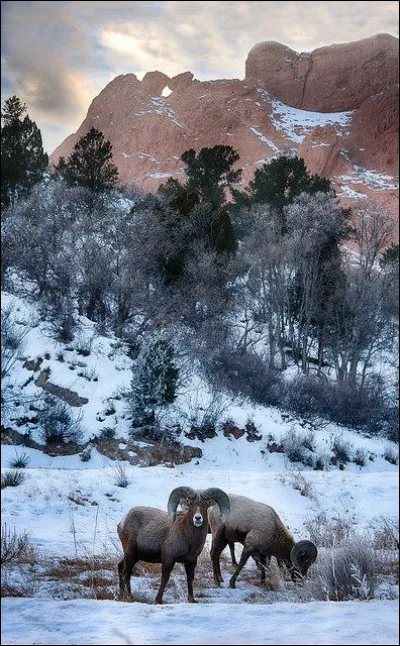 Quel petit mouton est connu dans le monde des dessins animés ?