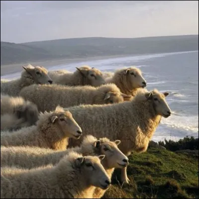 Combien de pattes le mouton du film dans lequel vous pouviez suivre le jeu d'acteur de Fernandel avait-il ?