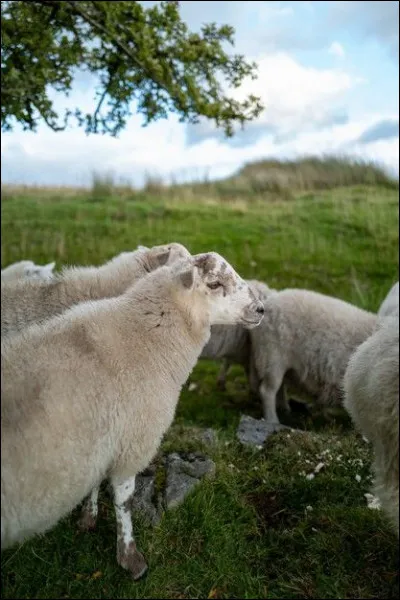 Quel personnage célèbre demandait à son interlocuteur de lui dessiner un mouton ?