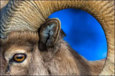 Dans quelle religion retrouve-t-on une fête du mouton ?