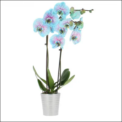 Quel est le nom de ces fleurs ?