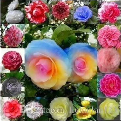 Quel est le nom de ces fleurs ?