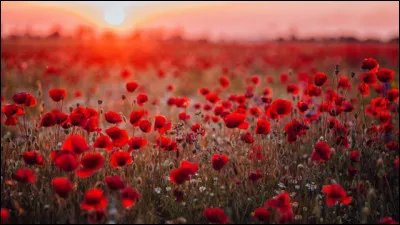 Quel est le nom de ces fleurs ?