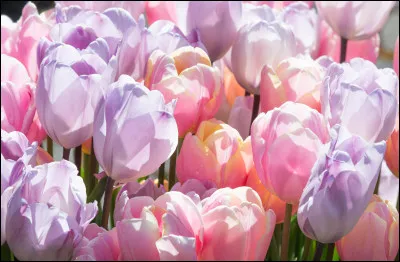 Quel est le nom de ces fleurs ?