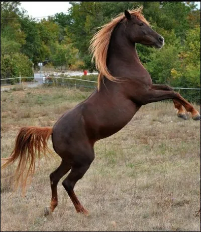 Quelle est la race de ce cheval ?