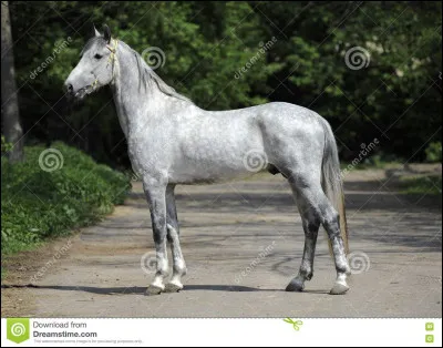 Quelle est la race de ce cheval ?
Indice elle est célèbre pour sa variation de mouvement sur une allure précise