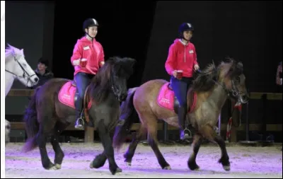 Quelle est la race de ces chevaux/poneys ?