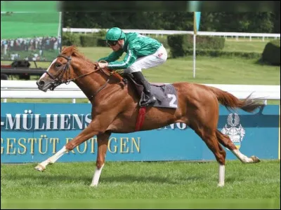 Quelle est cette race ?