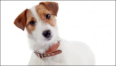 Quelle est cette race ?