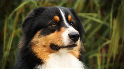 Quelle est cette race ?