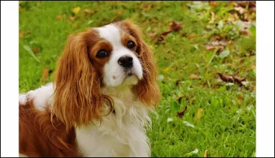 Quelle est cette race ?