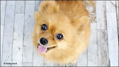 Quelle est cette race ?