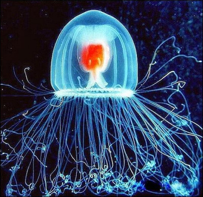 Quel est le nom scientifique de la méduse ?