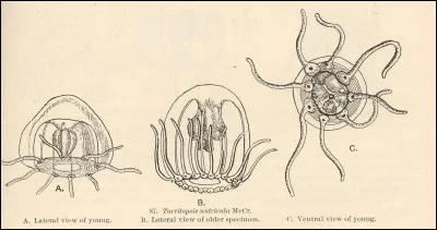 En quelle année a été faite cette illustration ?