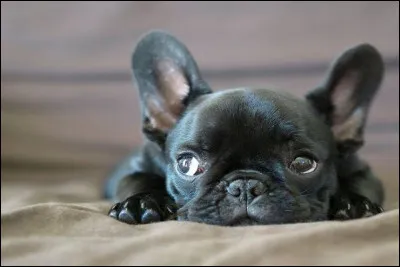 Quel est ton plus grand défaut ?