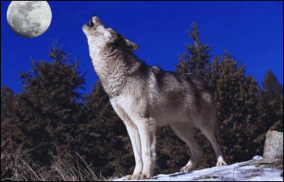 Les loups sont-ils des félidés ou des canidés ?