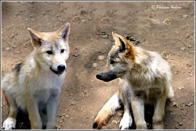 Comment appelle-t-on un loup quand il a entre 0 et 6 mois ?