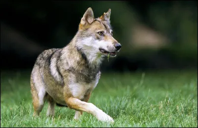 Comment appelle-t-on un loup quand il a entre 6 mois et 1 an ?