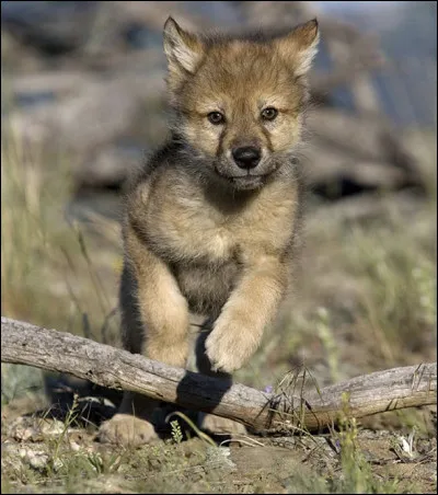 Et quand il a entre 1 et 2 ans ?