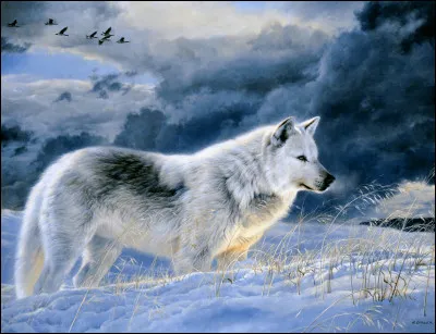 Quand le loup chasse-t-il ?