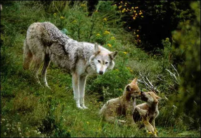 Comment s'appelle la maison du loup ?