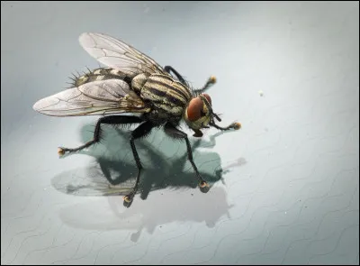 Quelle est, en moyenne, l'espérance de vie d'une mouche "domestique" ?