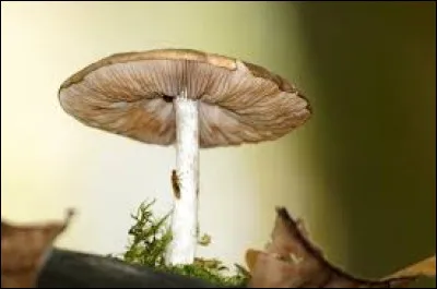 De quelle couleur sont généralement les taches sur le chapeau de l'amanite tue-mouches ?