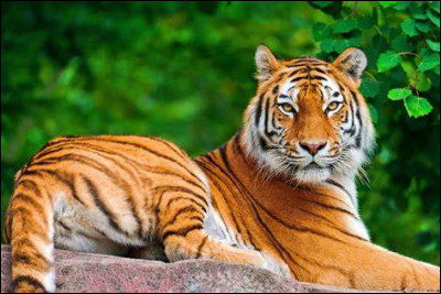 Quel est cet animal ?