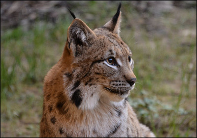 Quel est cet animal ?