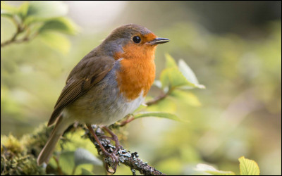 Quel est cet animal ?