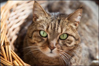 Quel est cet animal ?