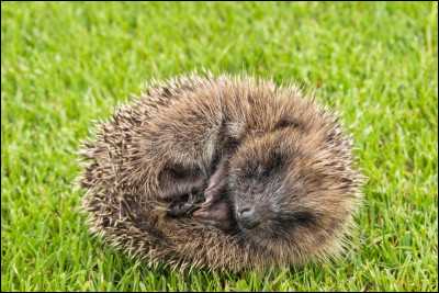 Quel est cet animal ?