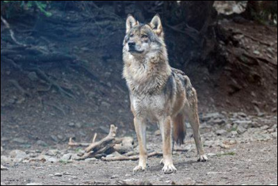 Quel est cet animal ?