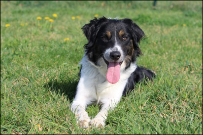 Quel est cet animal ?