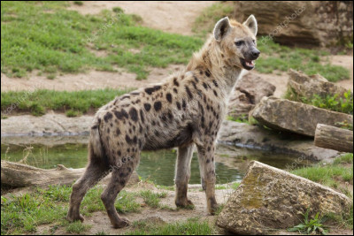 Quel est cet animal ?