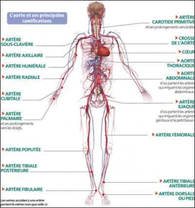 Combien de litres de sang y a-t-il dans le corps ?