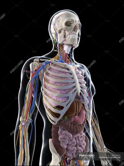 Quel est l'organe le plus lourd ?