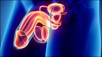 Chez les garçons, comment s'appelle le liquide où résident les spermatozoïdes pour faire des enfants ?