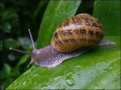Combien un escargot a-t-il de vertèbres ?