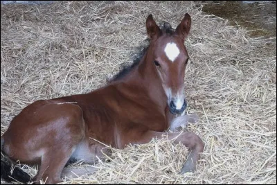 À quel âge peut manger un poulain ?