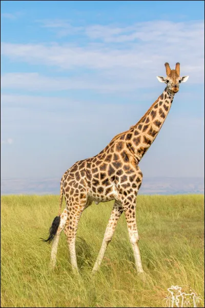 Où vit la girafe ?