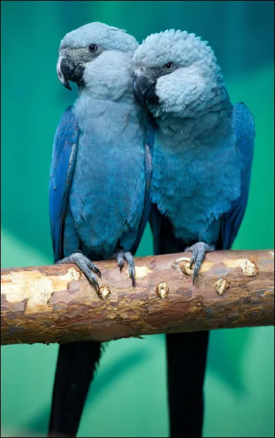 Quelle est la couleur de la langue d'un perroquet ?